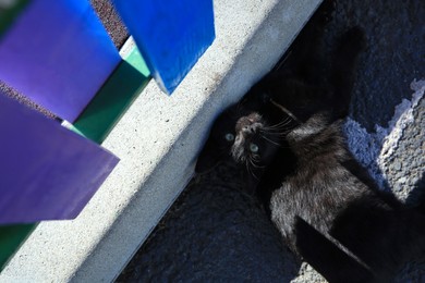 Photo of Beautiful black cat near blue wooden fence outdoors, above view. Stray animal