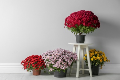 Beautiful composition with chrysanthemum flowers near white wall