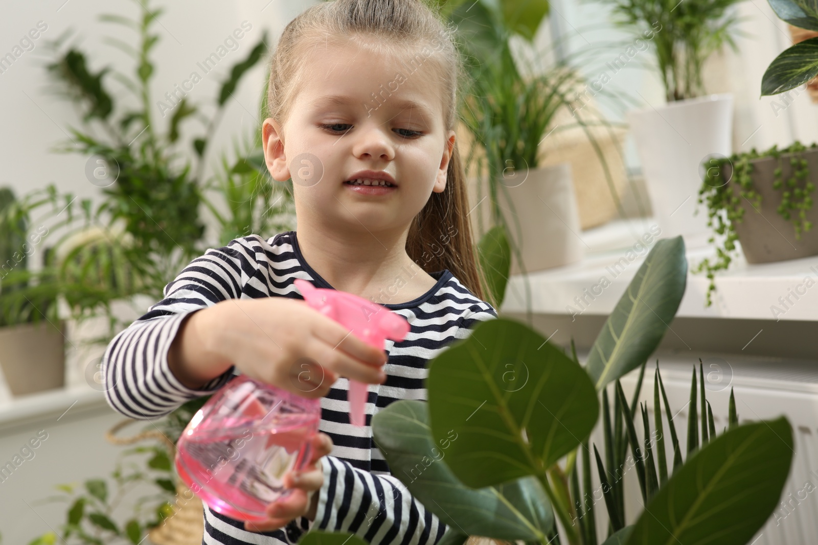 Photo of Cute little girl spraying beautiful green plant at home. House decor