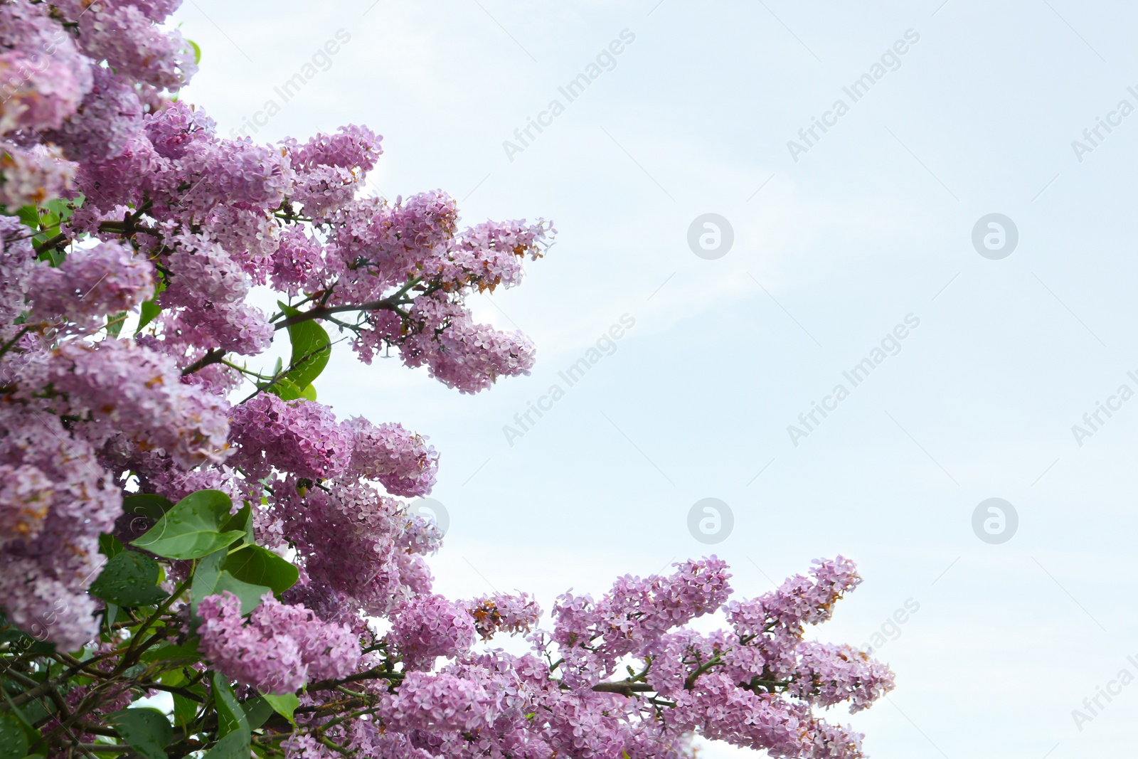 Photo of Closeup view of beautiful blossoming lilac bush outdoors