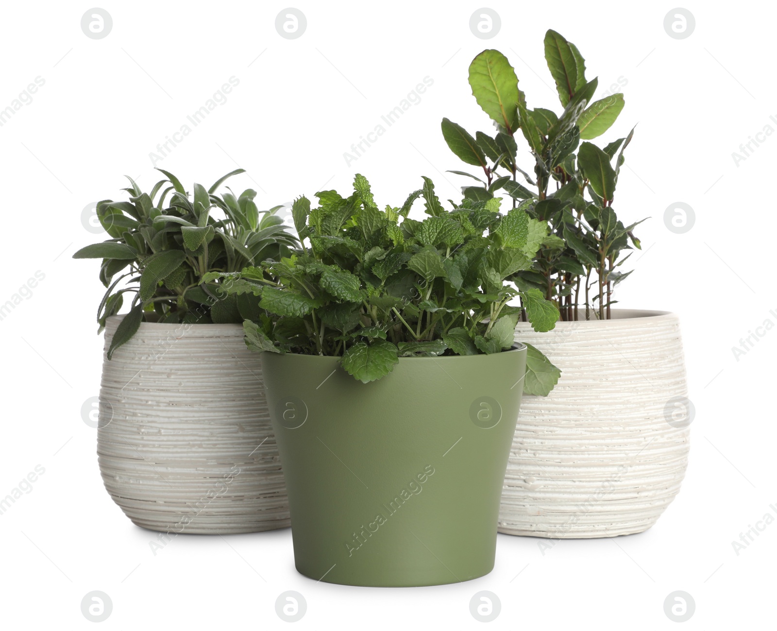 Photo of Pots with bay, sage and mint on white background