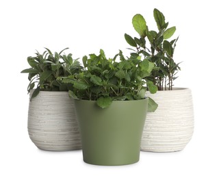 Photo of Pots with bay, sage and mint on white background