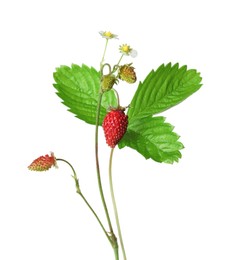 Stems of wild strawberry with berries, green leaves and flowers isolated on white