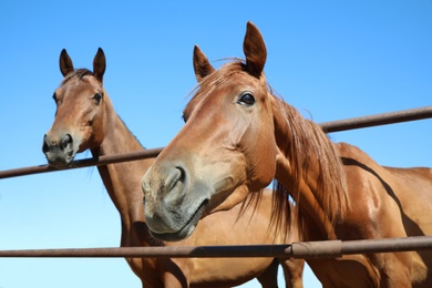 Chestnut horses at fence outdoors on sunny day, closeup. Beautiful pet