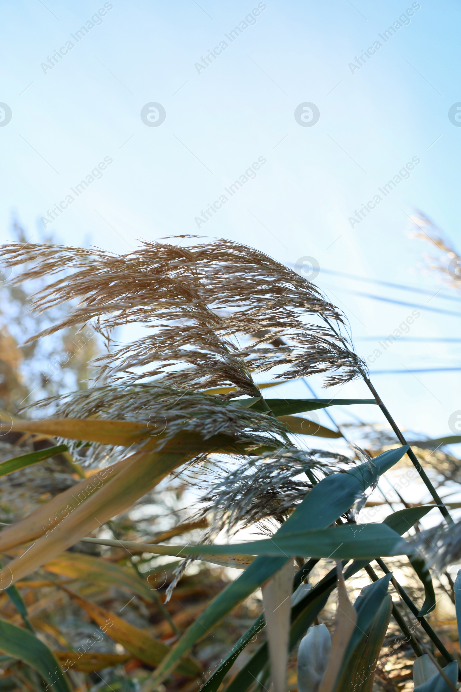 Photo of Beautiful reed plants against blue sky, closeup