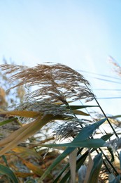 Beautiful reed plants against blue sky, closeup