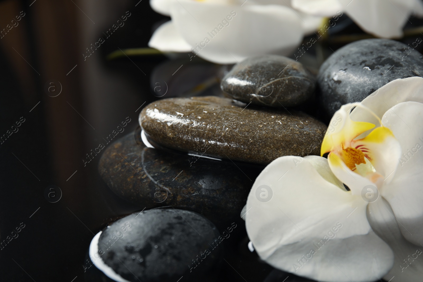 Photo of Spa stones and orchid flowers in water on black background, closeup. Zen lifestyle