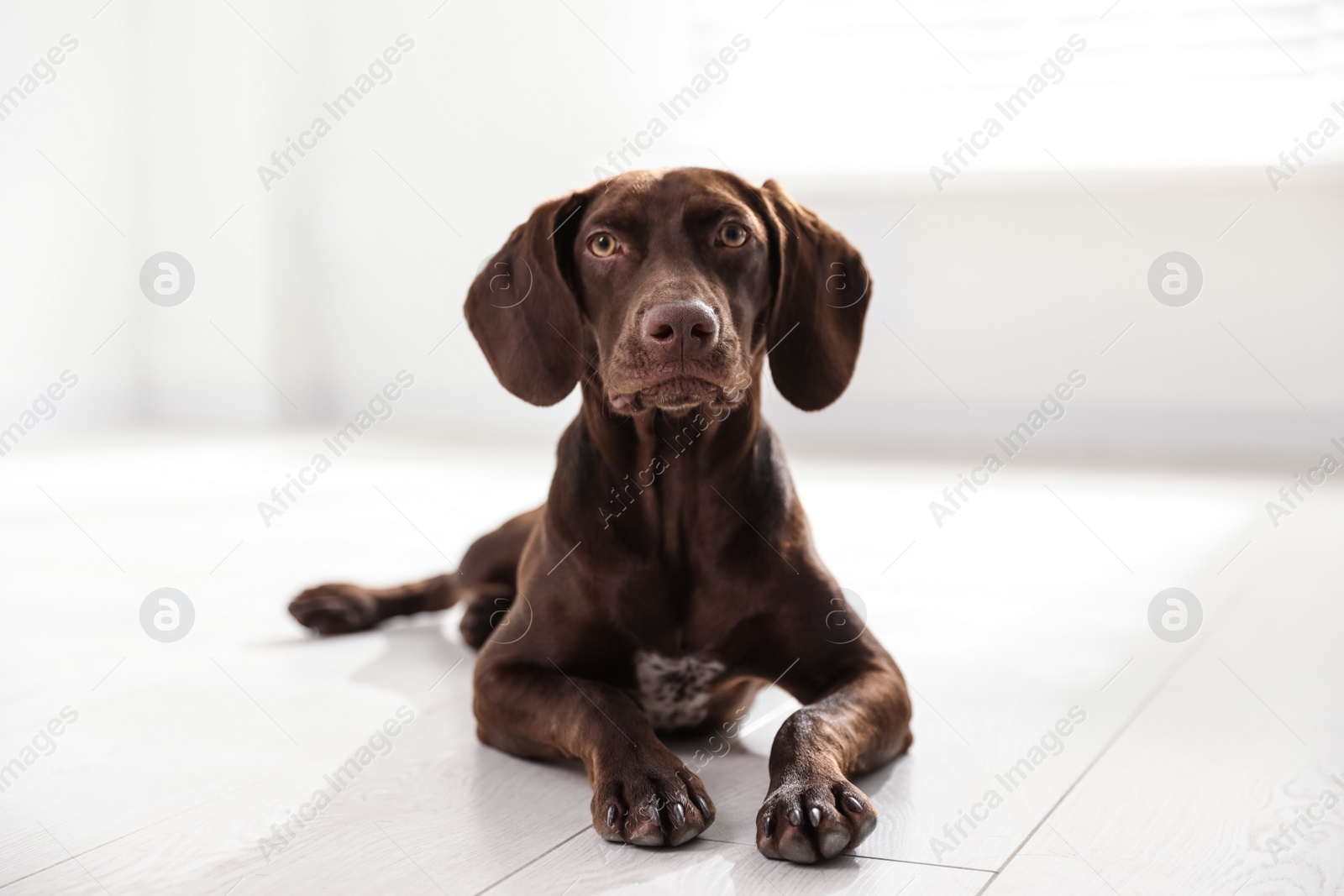 Photo of Beautiful brown German Shorthaired Pointer on floor indoors