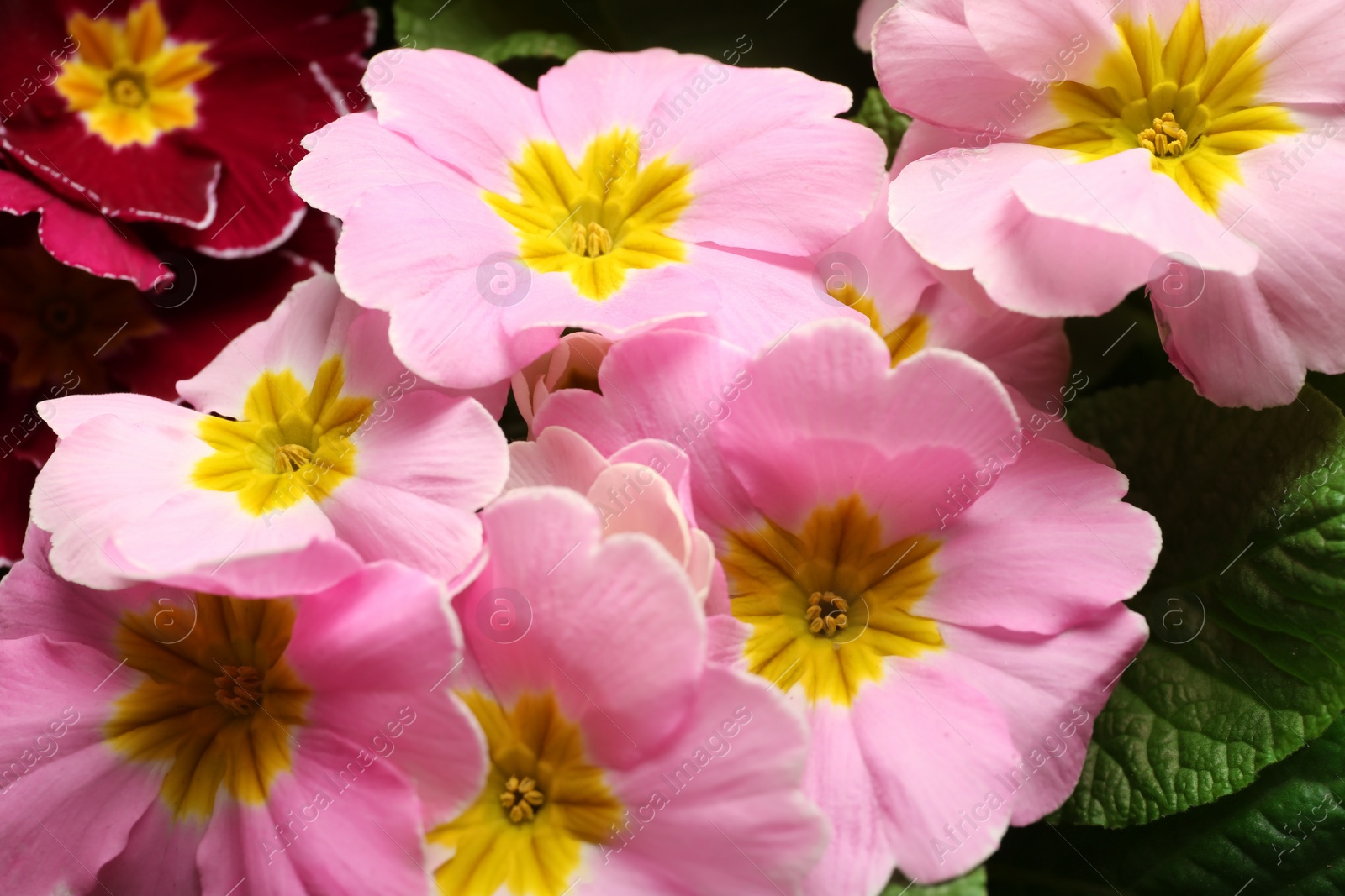 Photo of Beautiful primula (primrose) plant with pink flowers, closeup. Spring blossom