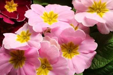 Beautiful primula (primrose) plant with pink flowers, closeup. Spring blossom