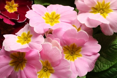 Photo of Beautiful primula (primrose) plant with pink flowers, closeup. Spring blossom