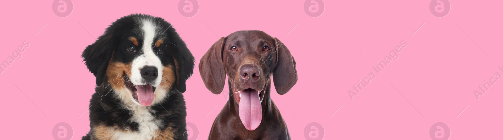 Image of Cute Bernese Mountain Dog puppy smiling and happy German Shorthaired Pointer on pink background, banner design. Space for text