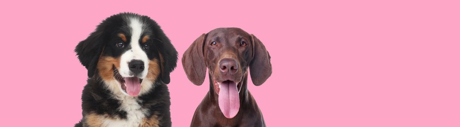 Cute Bernese Mountain Dog puppy smiling and happy German Shorthaired Pointer on pink background, banner design. Space for text