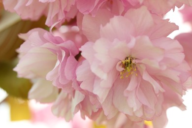 Beautiful pink flowers of blossoming sakura tree, closeup