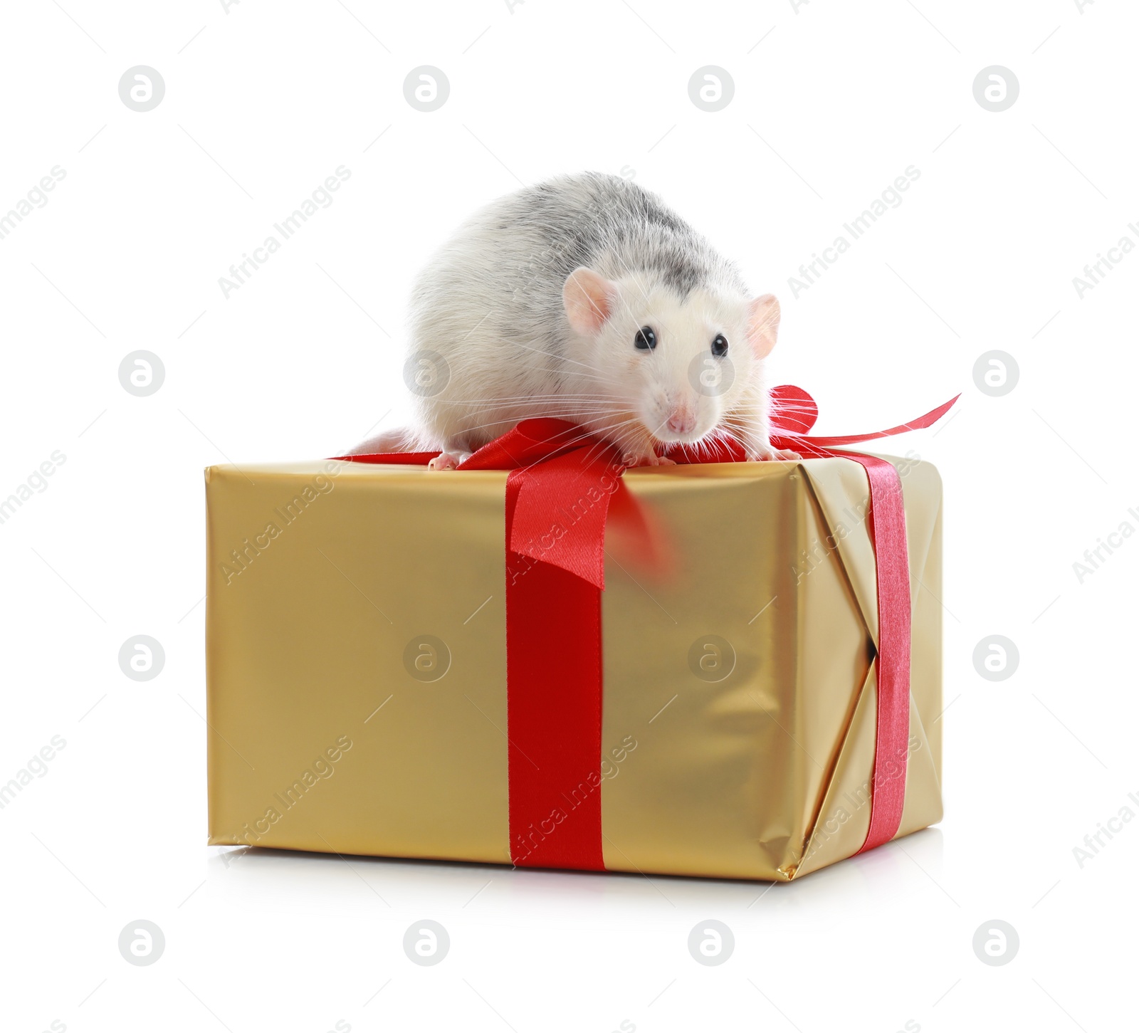 Photo of Cute little rat and gift box on white background. Chinese New Year symbol