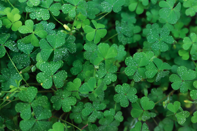 Beautiful clover leaves with water drops outdoors, top view. St. Patrick's Day symbol