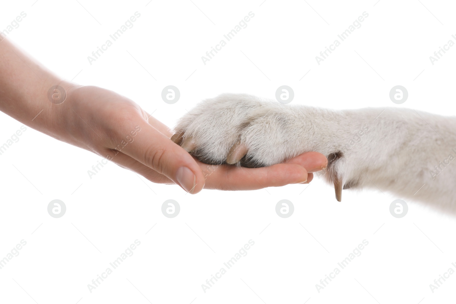 Photo of Dog giving paw to woman on white background, closeup