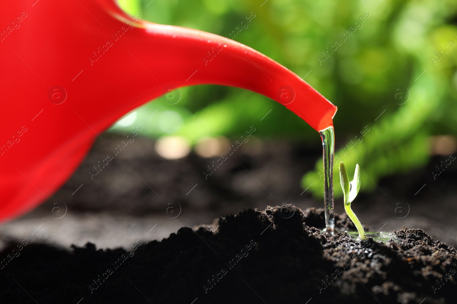 Photo of Watering little green seedling in soil, closeup