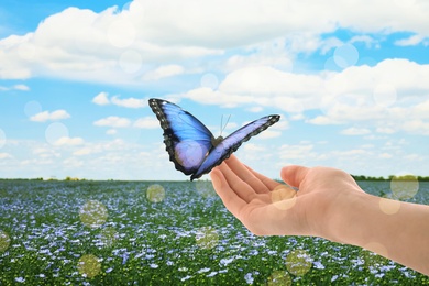 Image of Woman holding beautiful morpho butterfly in blooming flax field, closeup. Bokeh effect