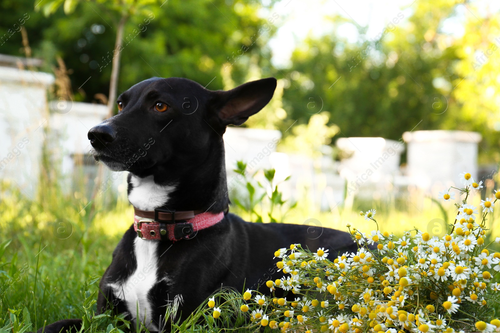 Photo of Cute black dog in green grass near chamomiles outdoors on sunny day