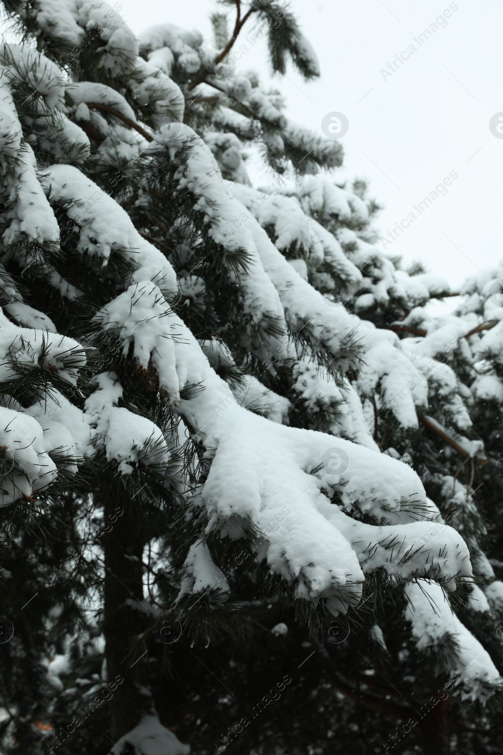 Photo of Fir tree covered with snow on winter day