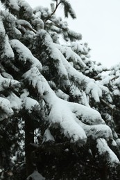 Fir tree covered with snow on winter day