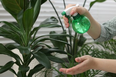 Woman spraying green houseplants indoors, closeup view