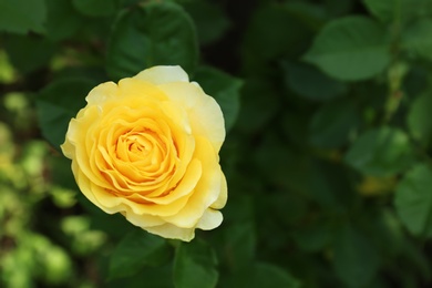 Photo of Beautiful blooming rose in green garden on summer day. Space for text