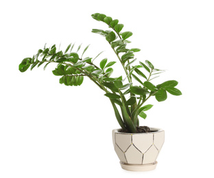 Photo of Pot with Zamioculcas plant isolated on white. Home decor