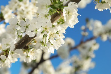 Blossoming spring tree against blue sky, closeup