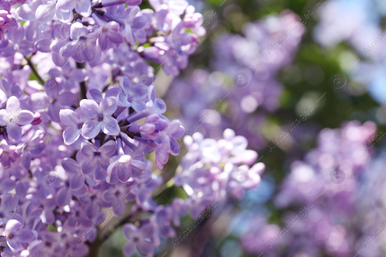 Photo of Closeup view of beautiful blooming lilac shrub outdoors