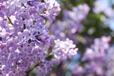 Closeup view of beautiful blooming lilac shrub outdoors