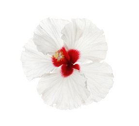 Beautiful tropical hibiscus flower isolated on white