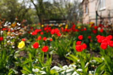 Photo of Beautiful garden with blooming tulips on sunny day, blurred view