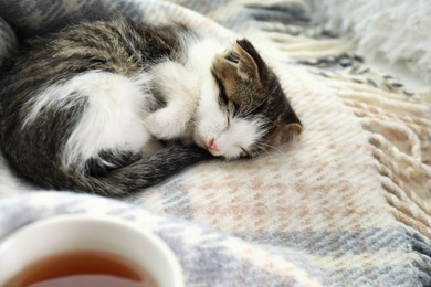 Photo of Adorable little kitten sleeping on blanket indoors