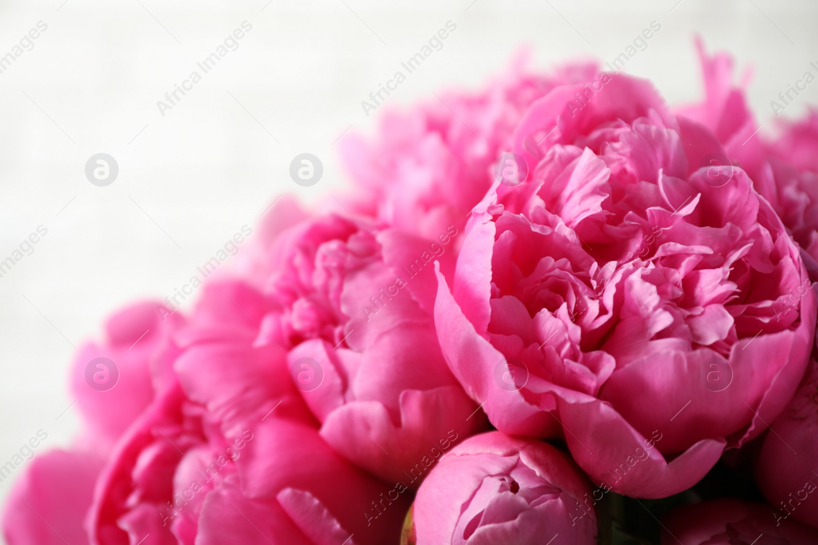 Photo of Beautiful pink peonies on light background, closeup