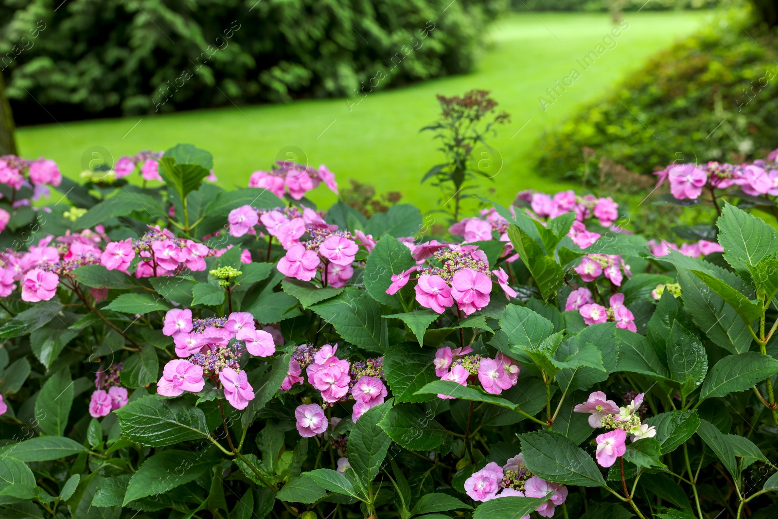 Photo of Beautiful blooming hydrangeas in garden. Landscape design