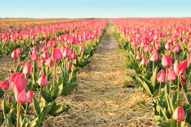 Photo of Field with fresh beautiful tulips. Blooming spring flowers