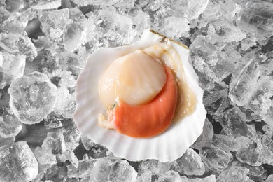 Photo of Fresh raw scallop in shell on ice cubes, top view