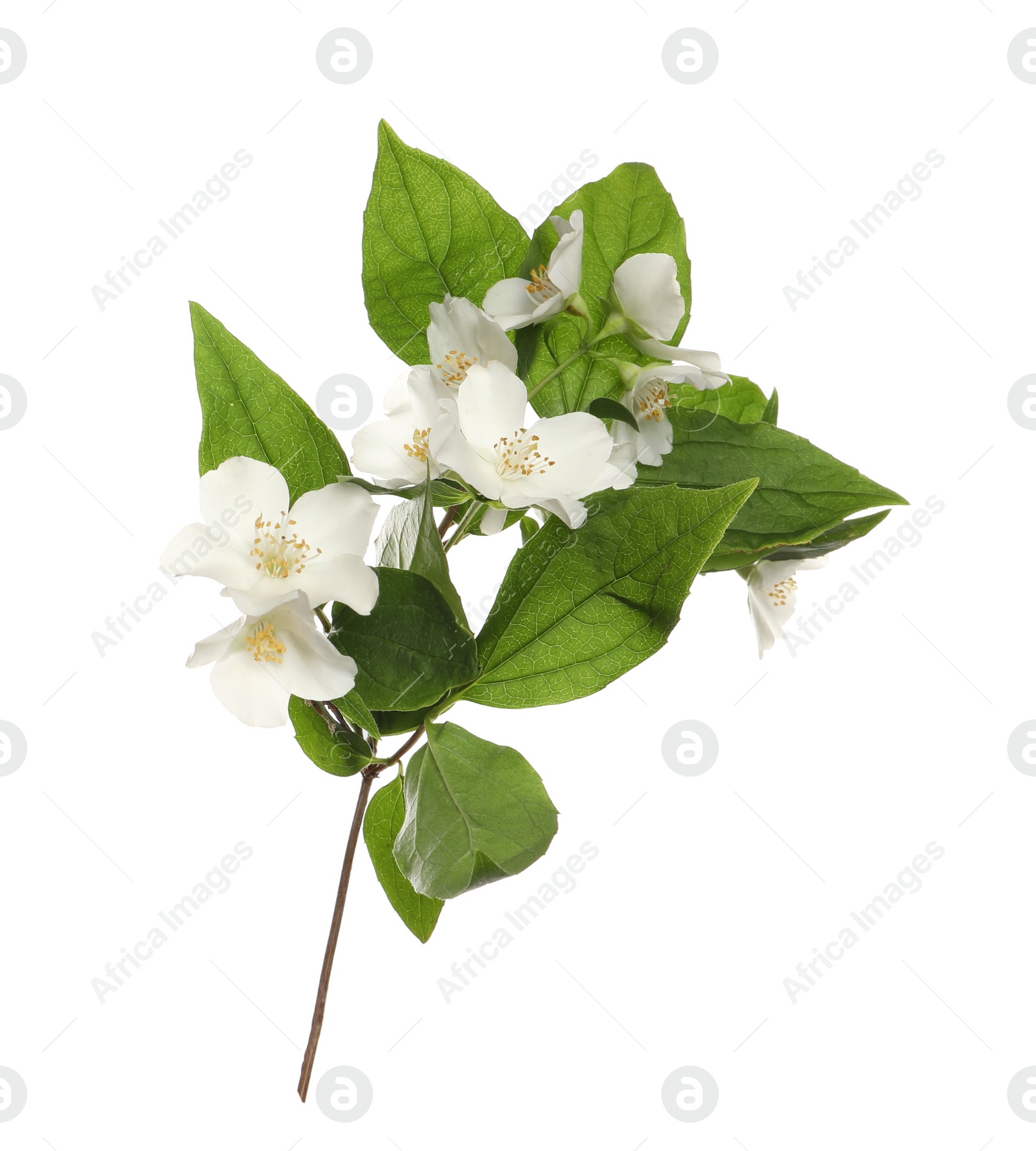 Photo of Branch of beautiful jasmine plant on white background