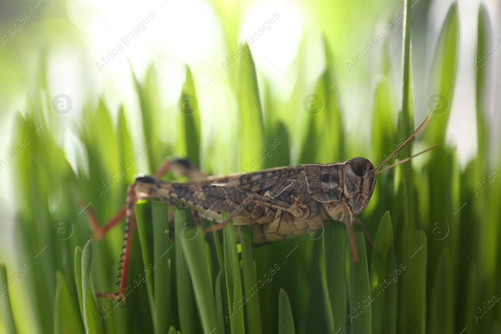 Photo of Common grasshopper on green grass outdoors. Wild insect