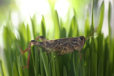 Common grasshopper on green grass outdoors. Wild insect