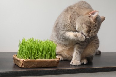 Photo of Cute cat and fresh green grass on wooden desk near white wall indoors