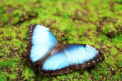 Beautiful Blue Morpho butterfly on green grass outdoors