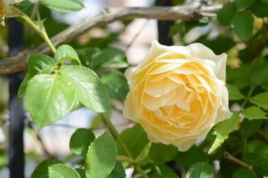 Photo of Beautiful yellow rose flower blooming outdoors, closeup
