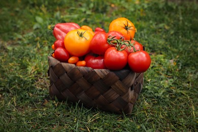 Basket of fresh tomatoes on green grass outdoors