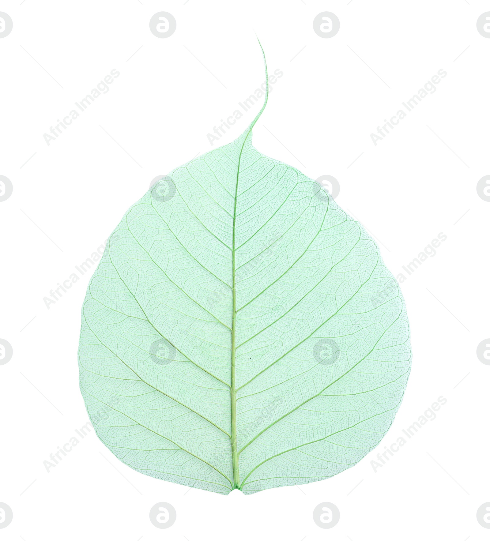Photo of Beautiful decorative skeleton leaf on white background