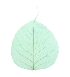 Photo of Beautiful decorative skeleton leaf on white background