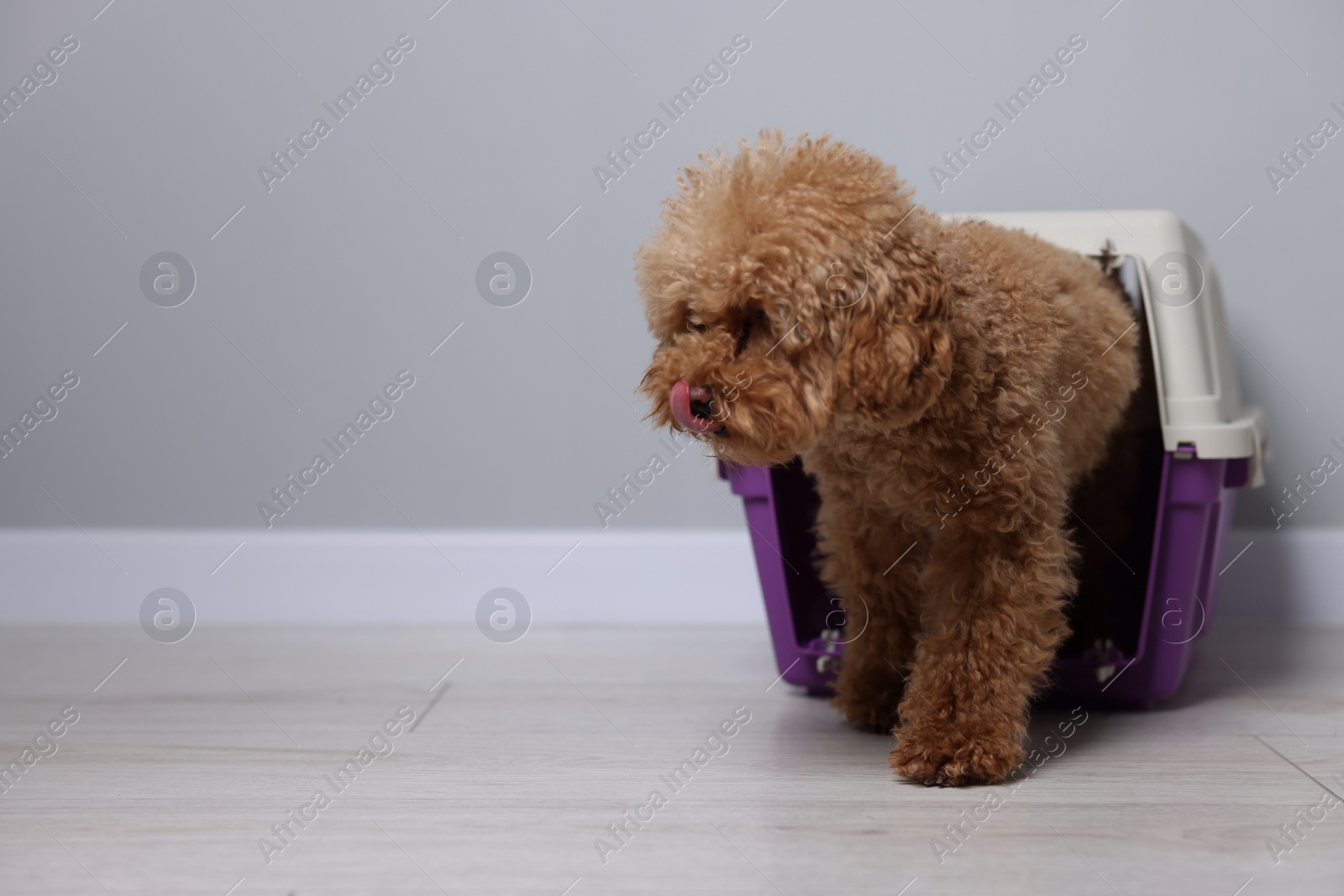 Photo of Travel with pet. Fluffy dog in carrier on floor indoors, space for text