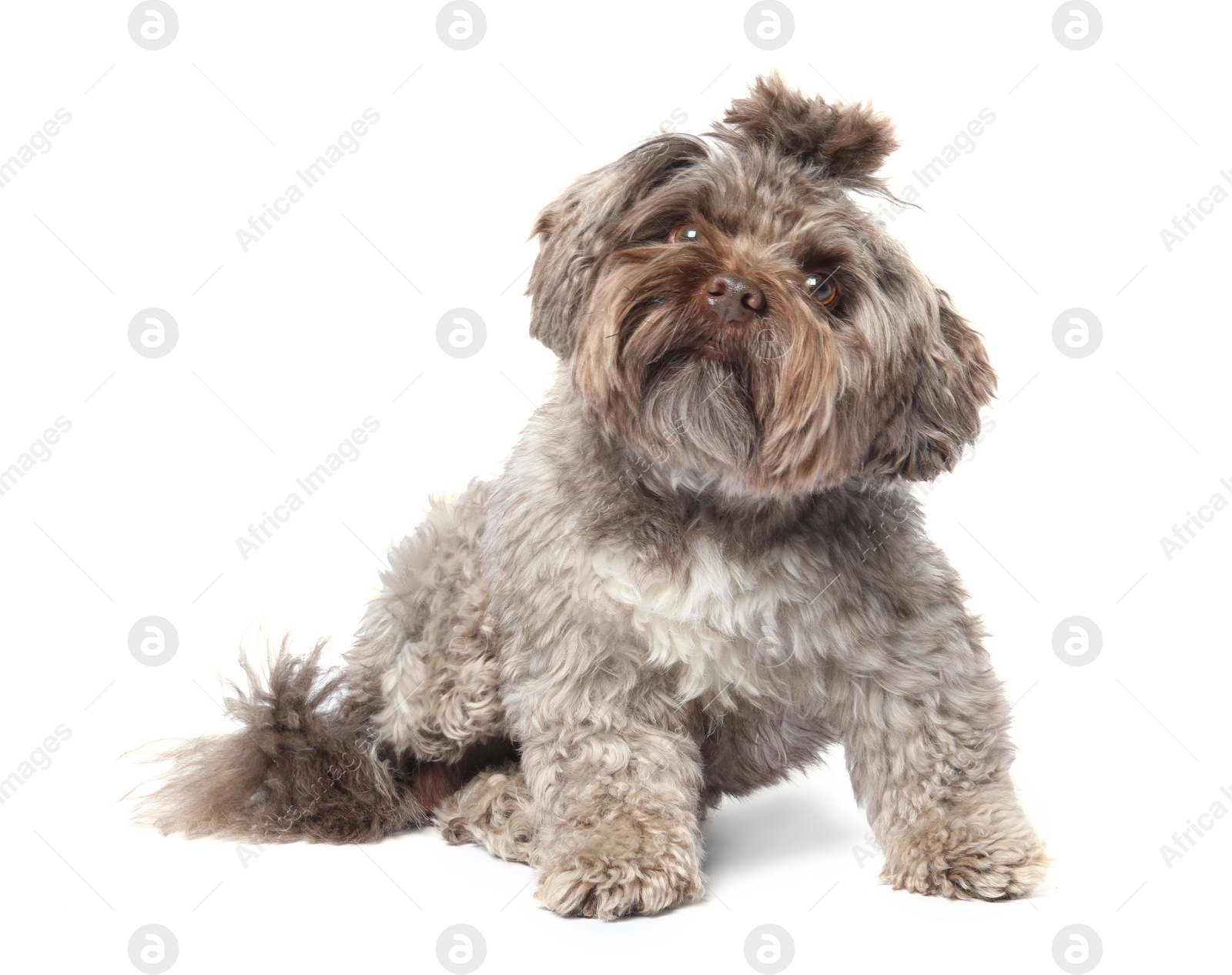 Photo of Cute Maltipoo dog on white background. Lovely pet